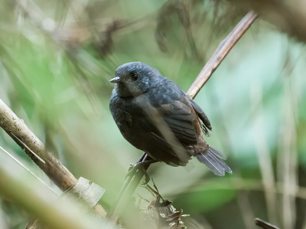 丘斯窜鸟(Scytalopus parkeri)