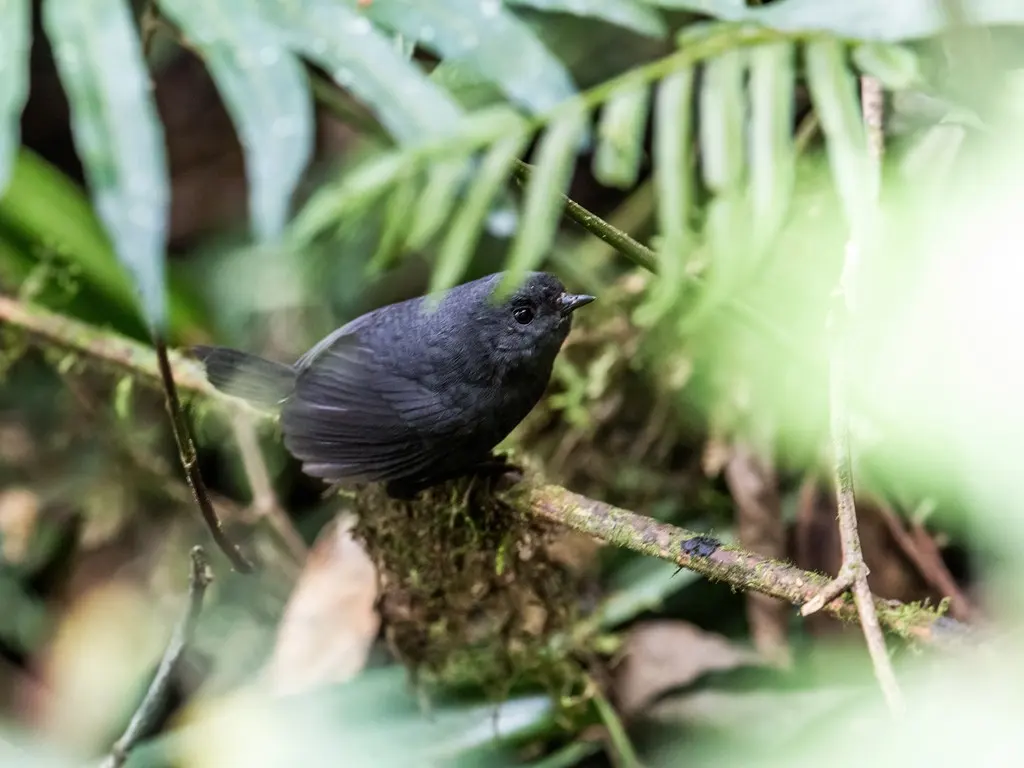 颤音窜鸟(Scytalopus parvirostris)