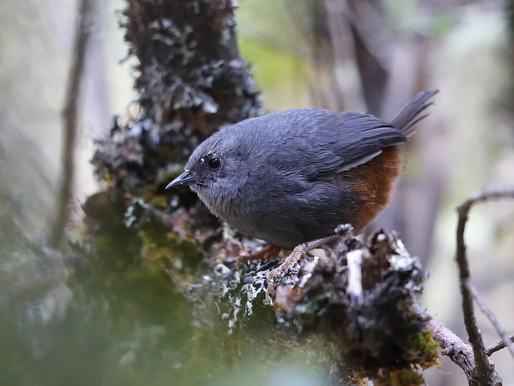 维尔窜鸟(Scytalopus urubambae)