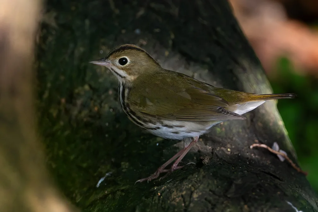 橙顶灶莺(Seiurus aurocapilla)