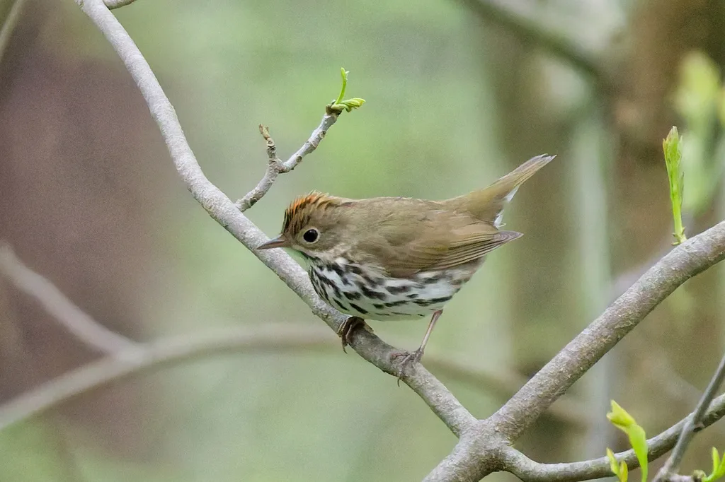 橙顶灶莺(Seiurus aurocapilla)