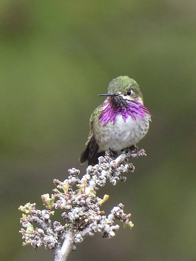星蜂鸟(Selasphorus calliope)