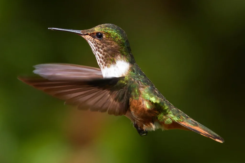 粉喉煌蜂鸟(Selasphorus flammula)
