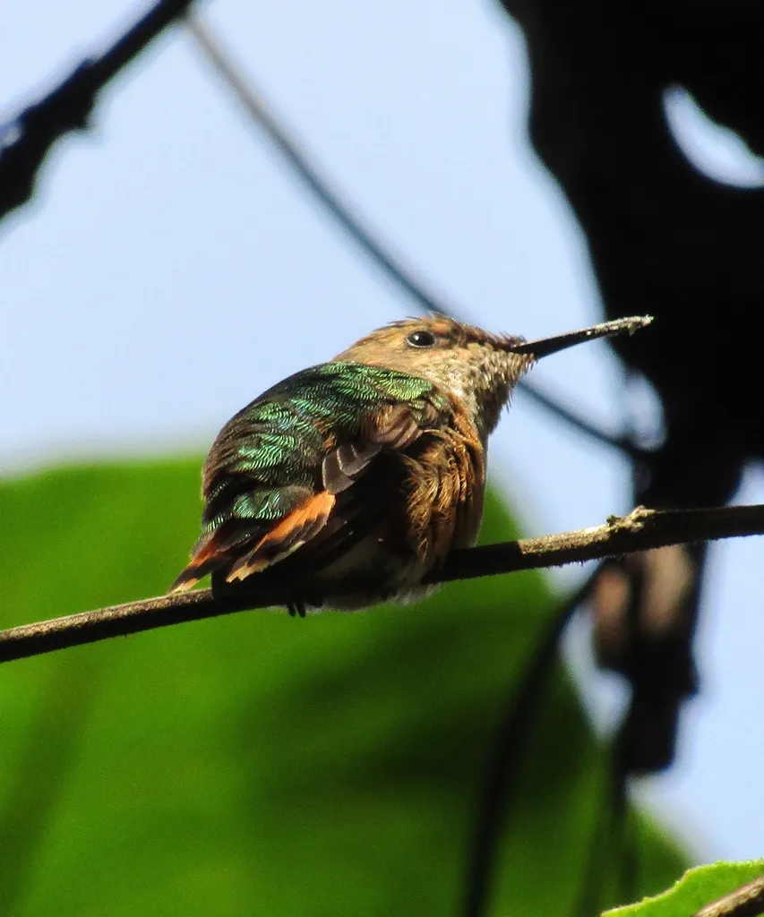 大瑰喉蜂鸟(Selasphorus heloisa)