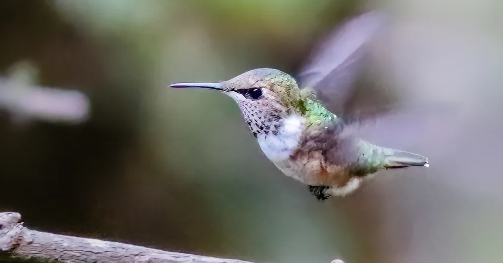 大瑰喉蜂鸟(Selasphorus heloisa)