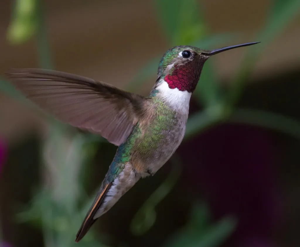 宽尾煌蜂鸟(Selasphorus platycercus)