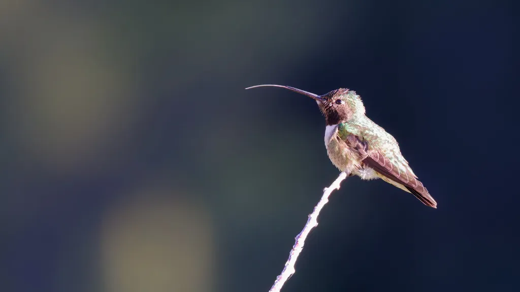 宽尾煌蜂鸟(Selasphorus platycercus)