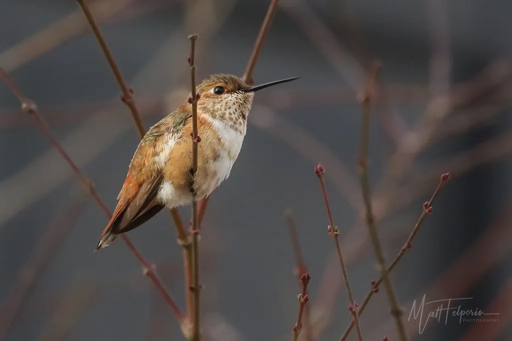 棕煌蜂鸟(Selasphorus rufus)