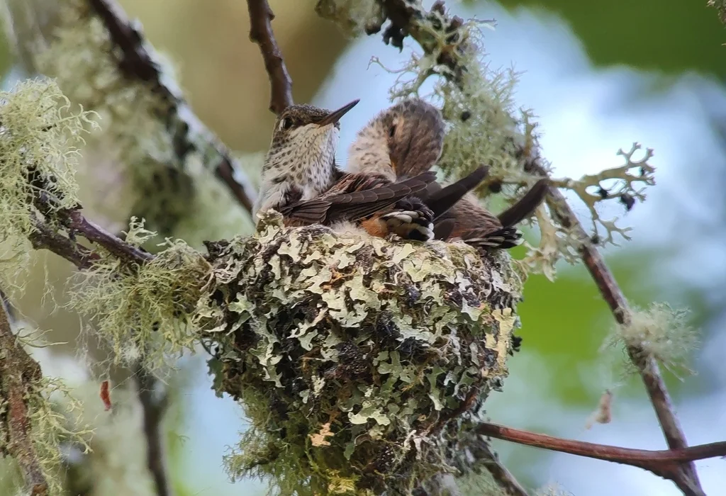 棕煌蜂鸟(Selasphorus rufus)