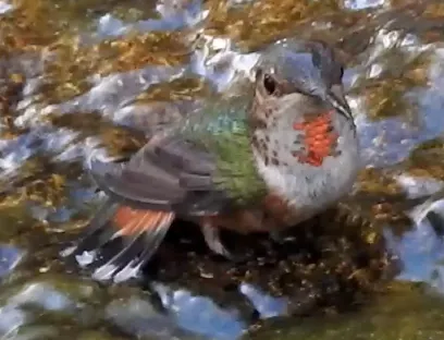 艾氏煌蜂鸟(Selasphorus sasin)