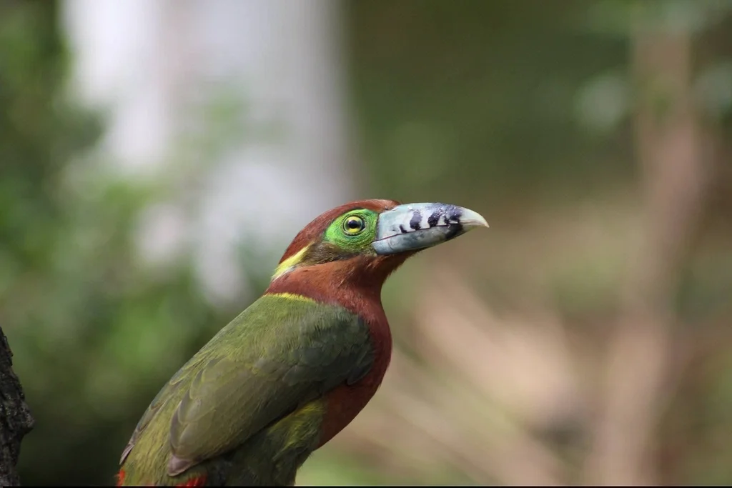 点嘴小巨嘴鸟(Selenidera maculirostris)