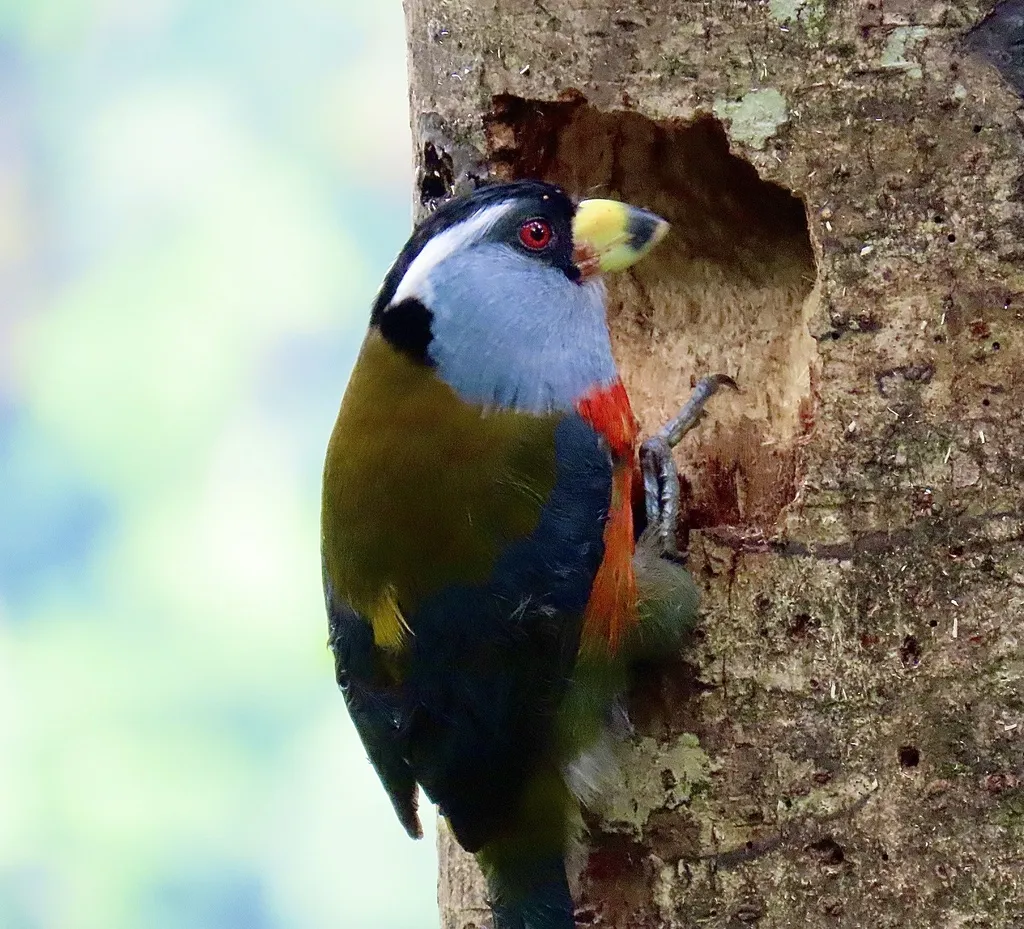 巨嘴拟啄木鸟（Semnornis ramphastinus）