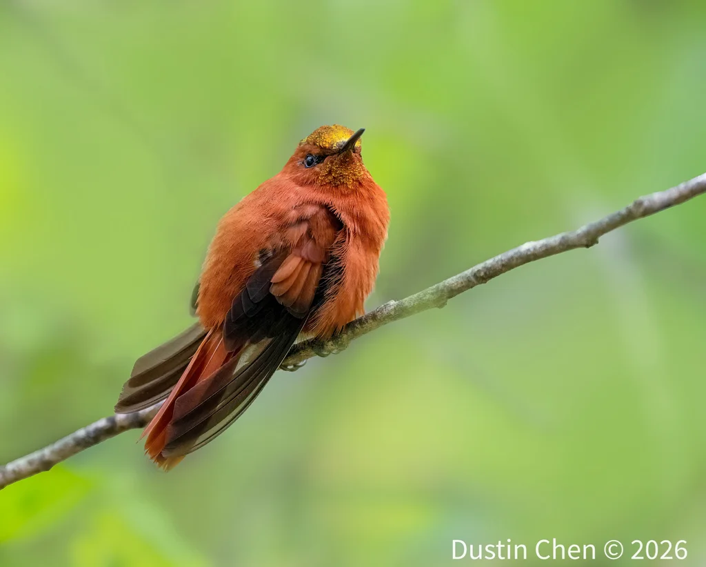 火冠蜂鸟(Sephanoides fernandensis)