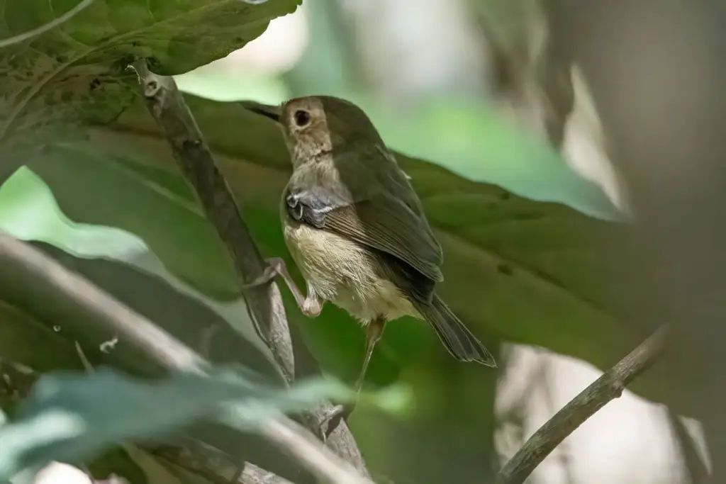 小丝刺莺(Sericornis beccarii)