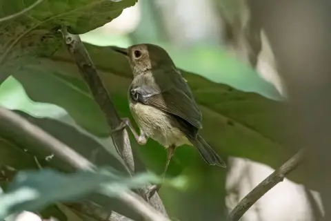 小丝刺莺