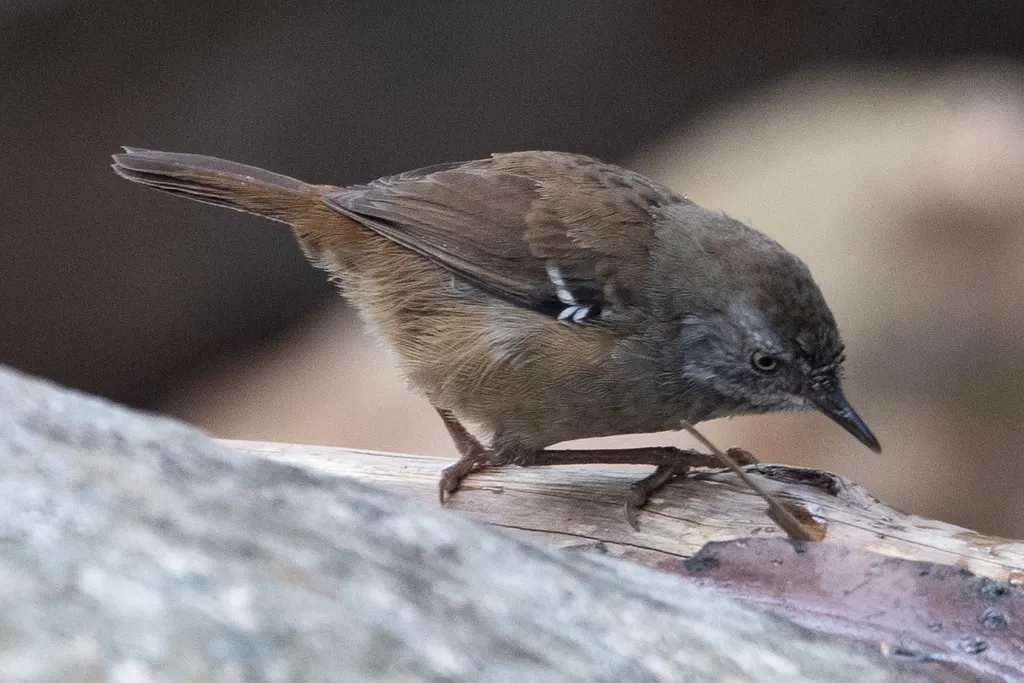 白眉丝刺莺(Sericornis frontalis)
