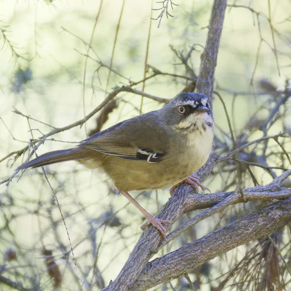 白眉丝刺莺(Sericornis frontalis)