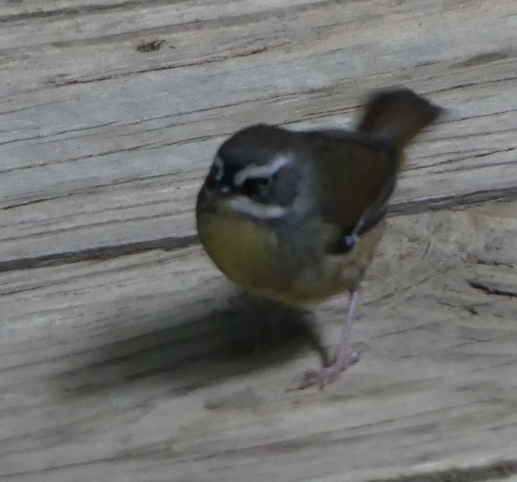 白眉丝刺莺(Sericornis frontalis)