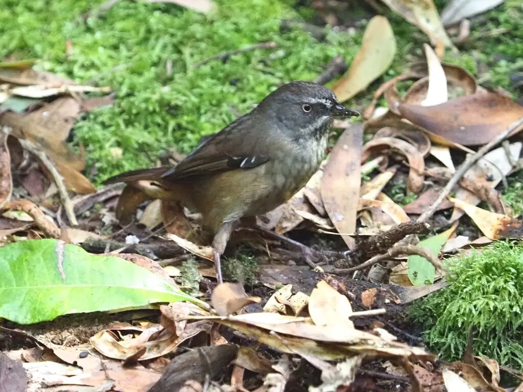 褐色丝刺莺(Sericornis humilis)