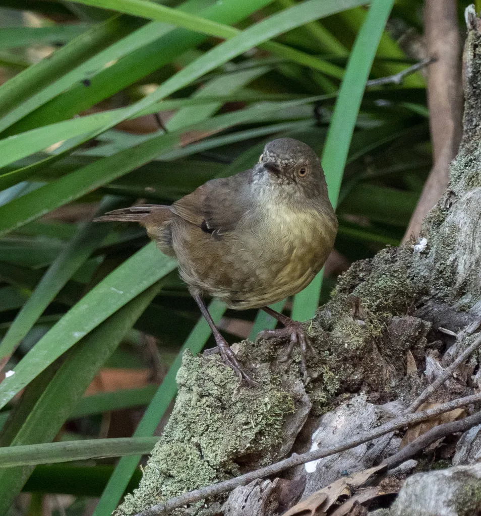 褐色丝刺莺(Sericornis humilis)