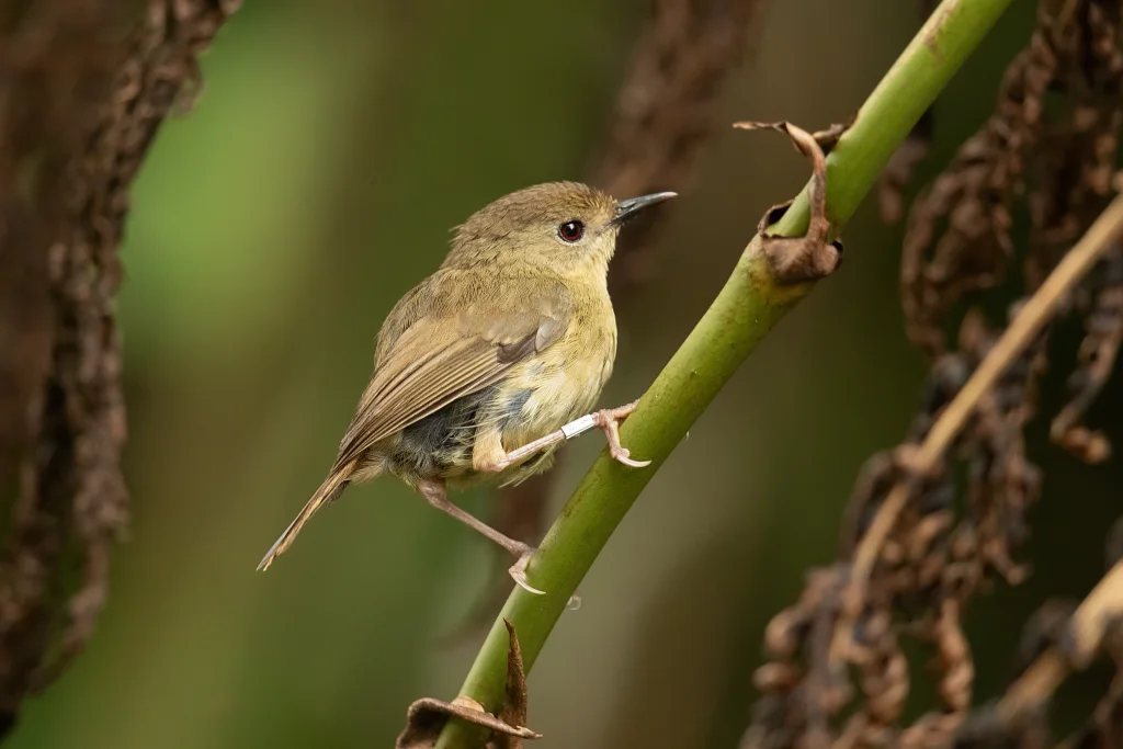 澳洲丝刺莺(Sericornis keri)