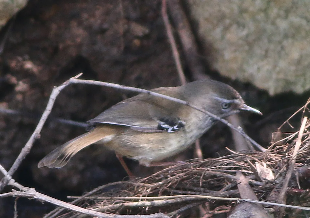 斑丝刺莺（Sericornis maculatus）