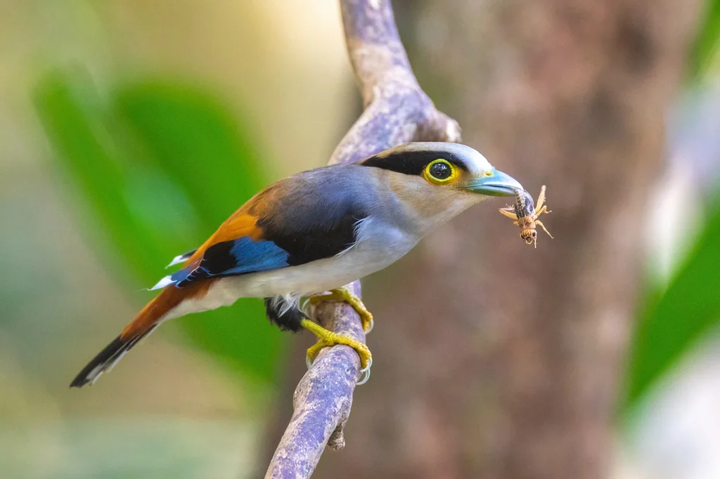银胸丝冠鸟(Serilophus lunatus)