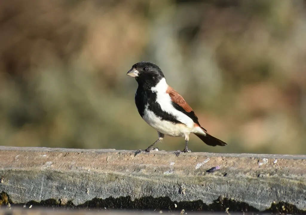 黑头丝雀(Serinus alario)