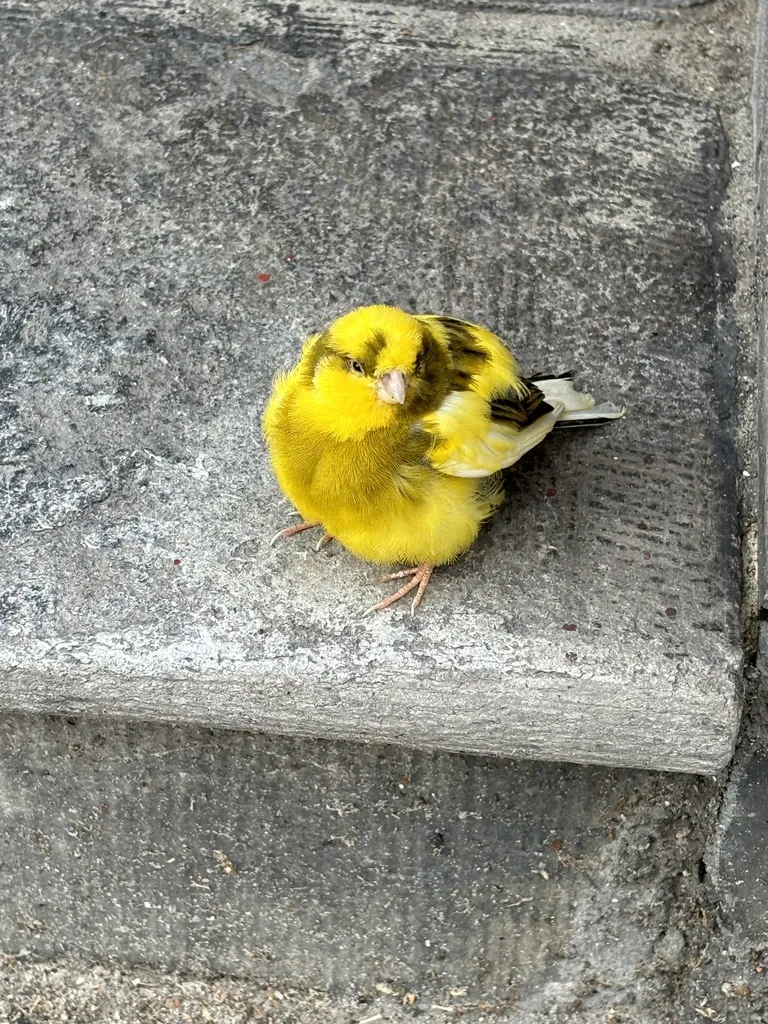 金丝雀(Serinus canaria)