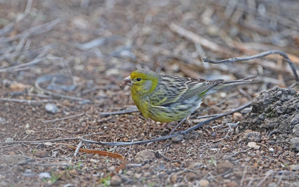 金丝雀(Serinus canaria)