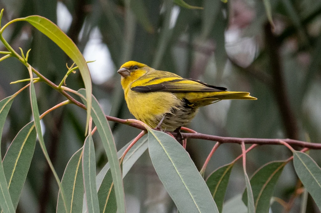 黄顶丝雀（Serinus flavivertex）