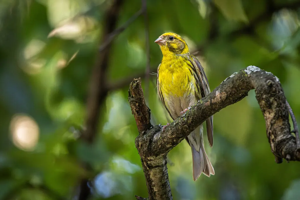 欧洲丝雀(Serinus serinus)