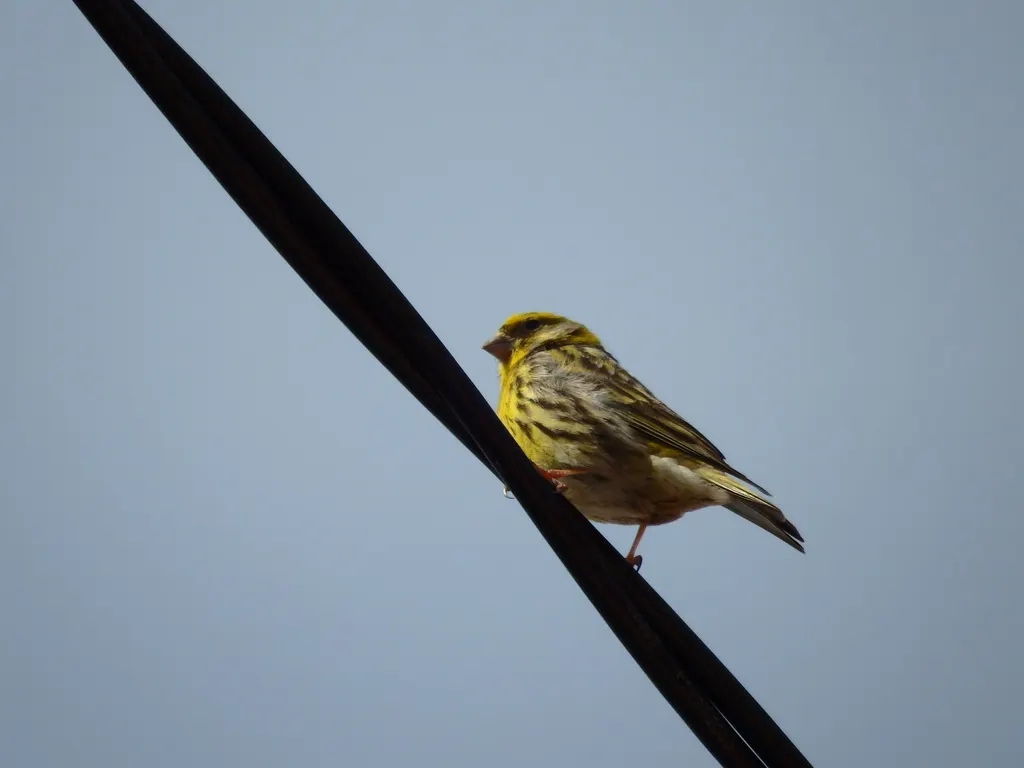 欧洲丝雀(Serinus serinus)