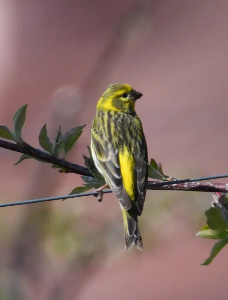 欧洲丝雀(Serinus serinus)