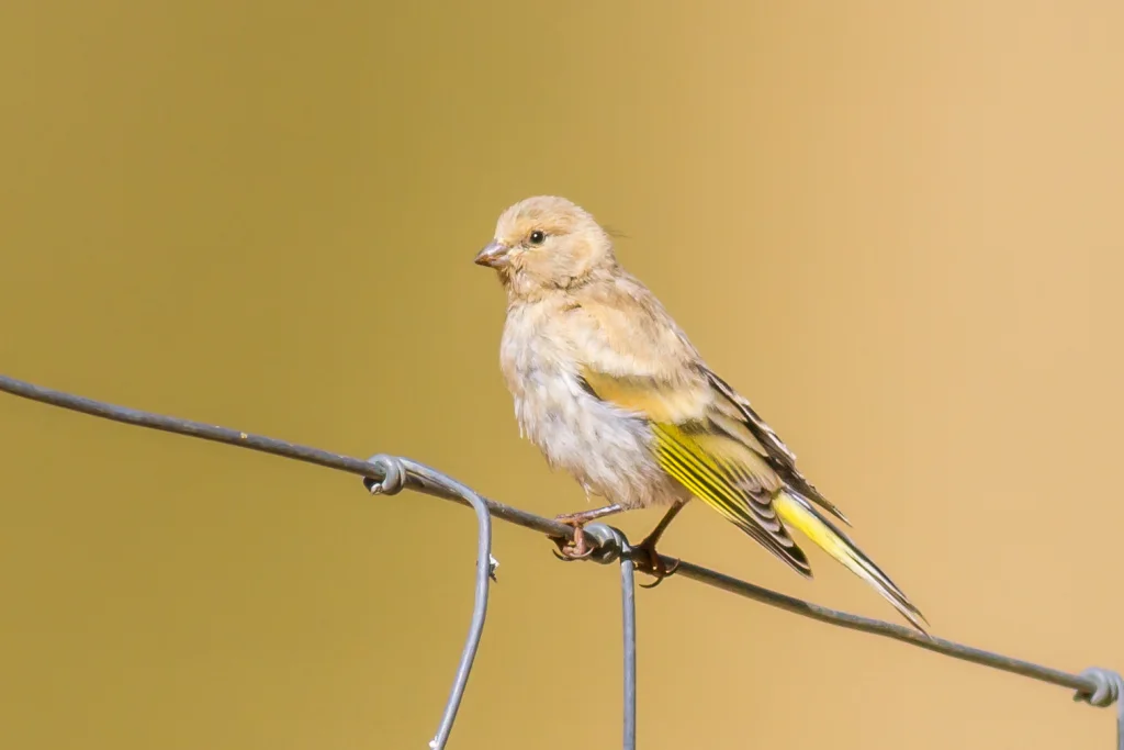 叙利亚丝雀(Serinus syriacus)
