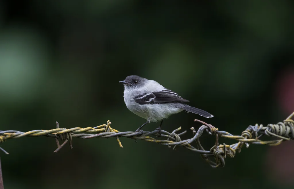 灰姬霸鹟(Serpophaga cinerea)