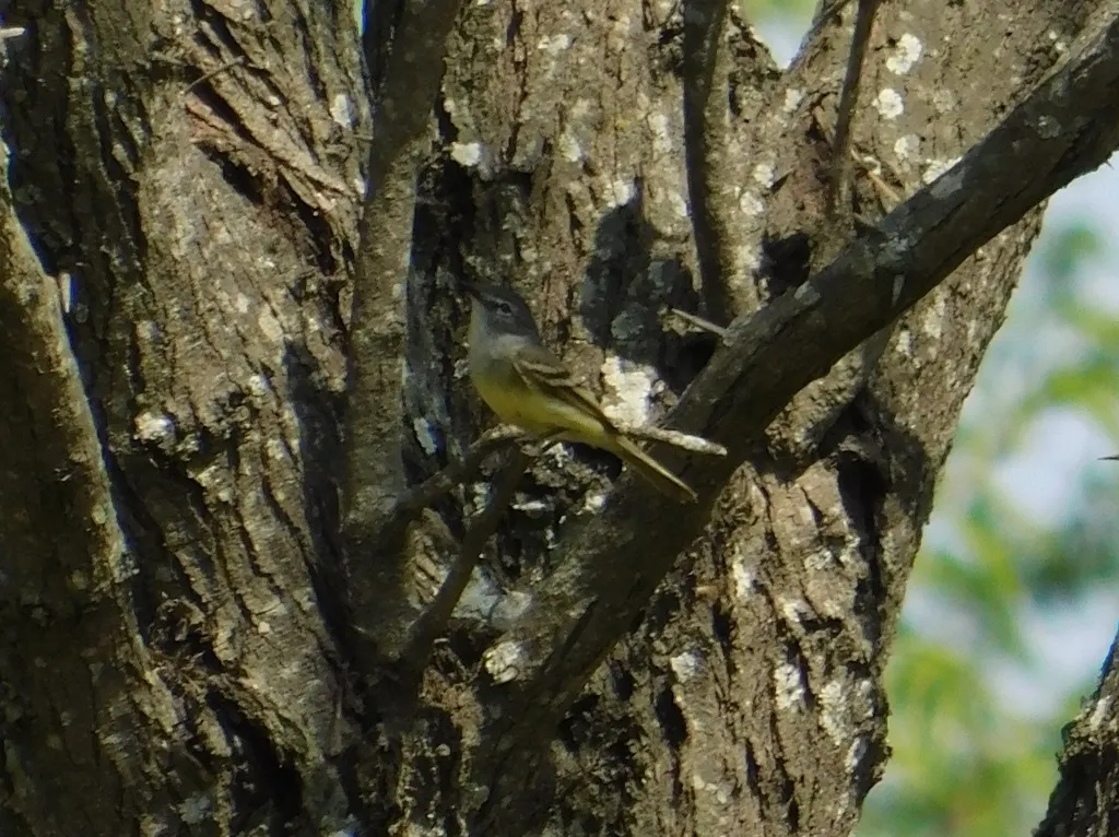 灰冠姬霸鹟(Serpophaga griseicapilla)