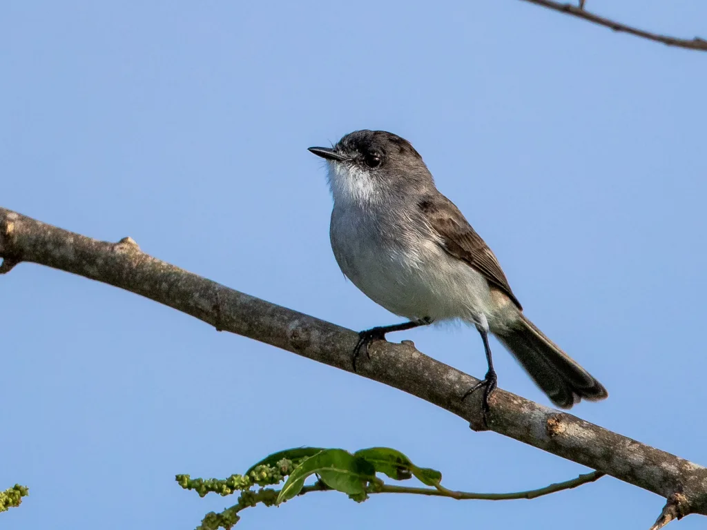 河姬霸鹟(Serpophaga hypoleuca)