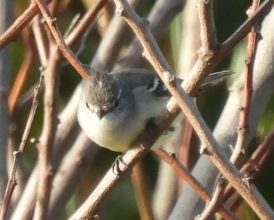白冠姬霸鹟(Serpophaga subcristata)