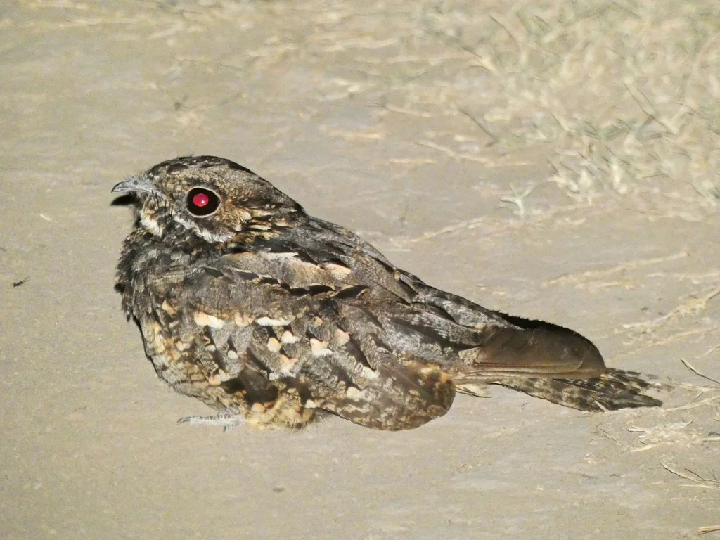 小夜鹰(Setopagis parvula)