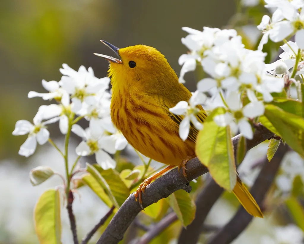 美洲黄林莺(Setophaga aestiva)