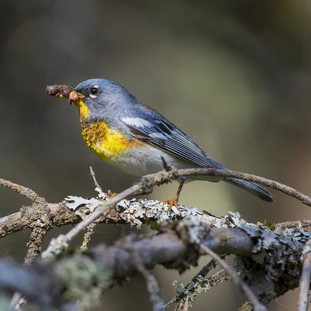 北森莺(Setophaga americana)
