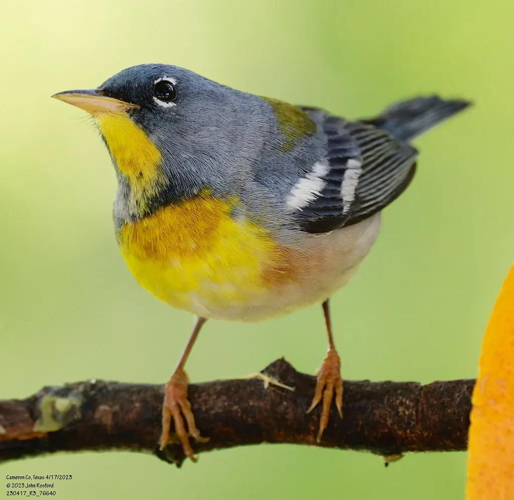 北森莺(Setophaga americana)