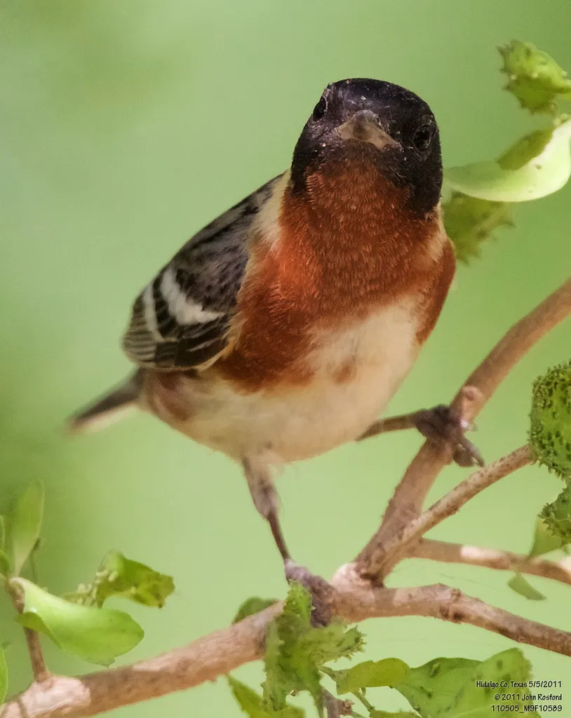 栗胸林莺(Setophaga castanea)