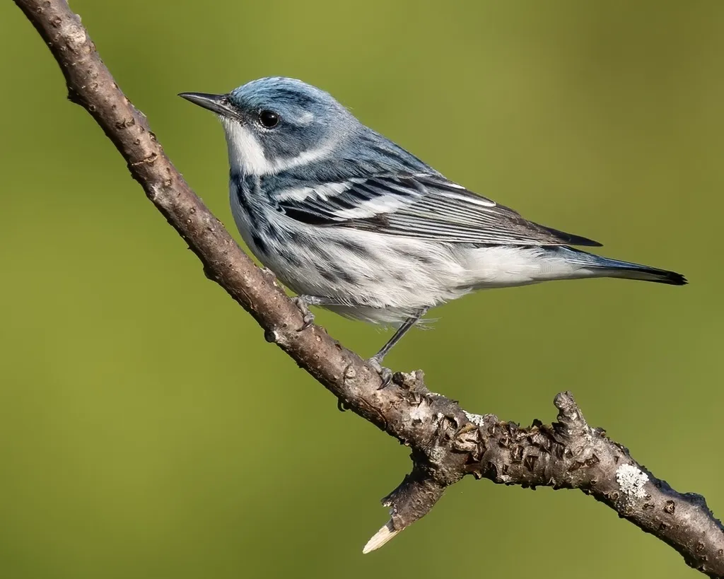 蓝林莺(Setophaga cerulea)