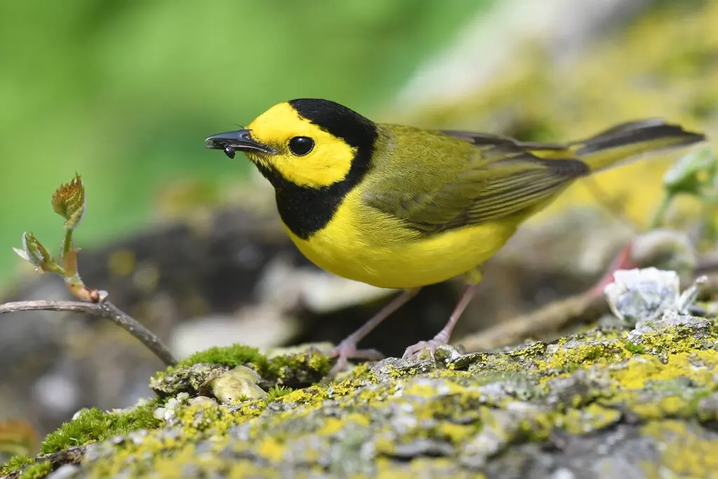 黑枕威森莺(Setophaga citrina)