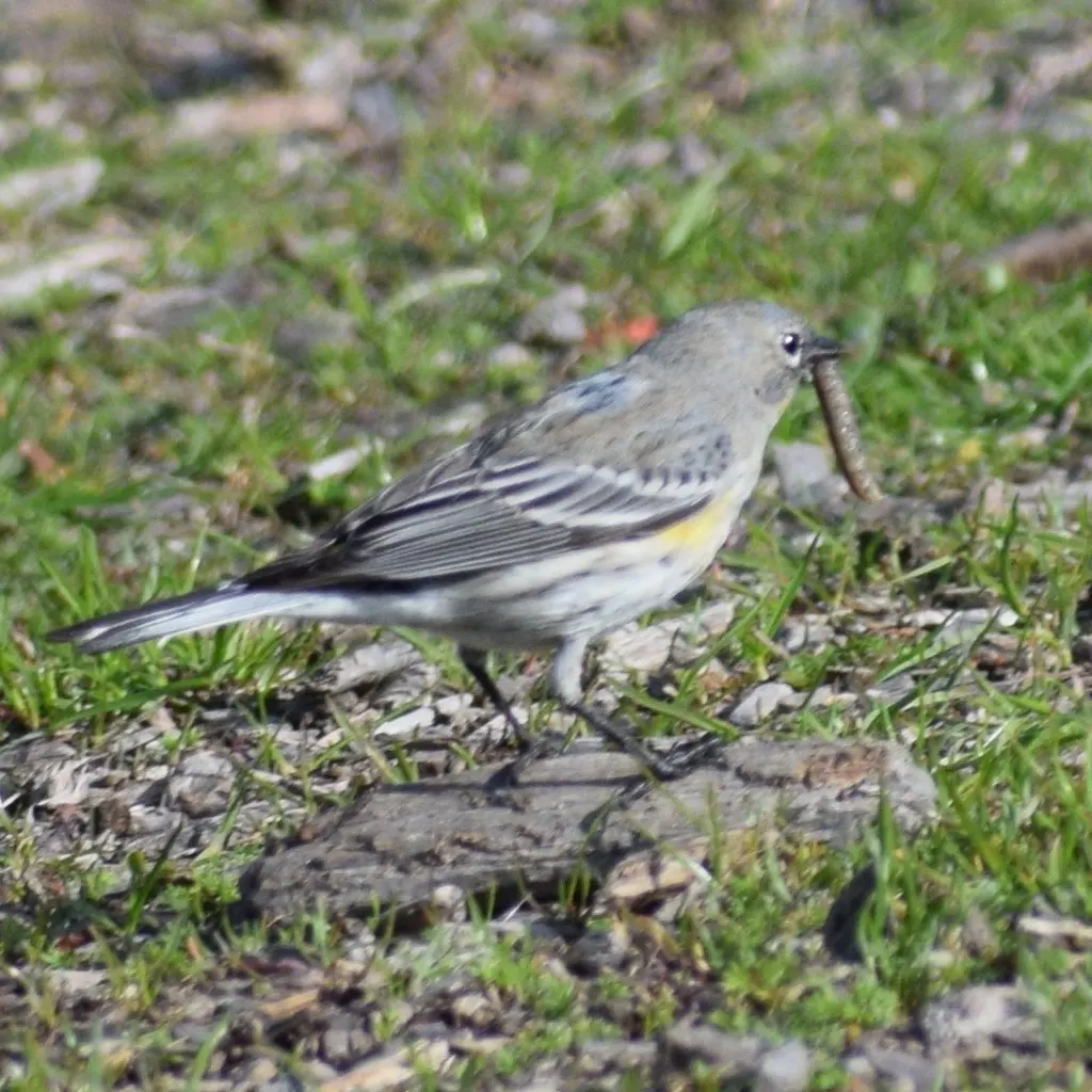 黄腰白喉林莺(Setophaga coronata)