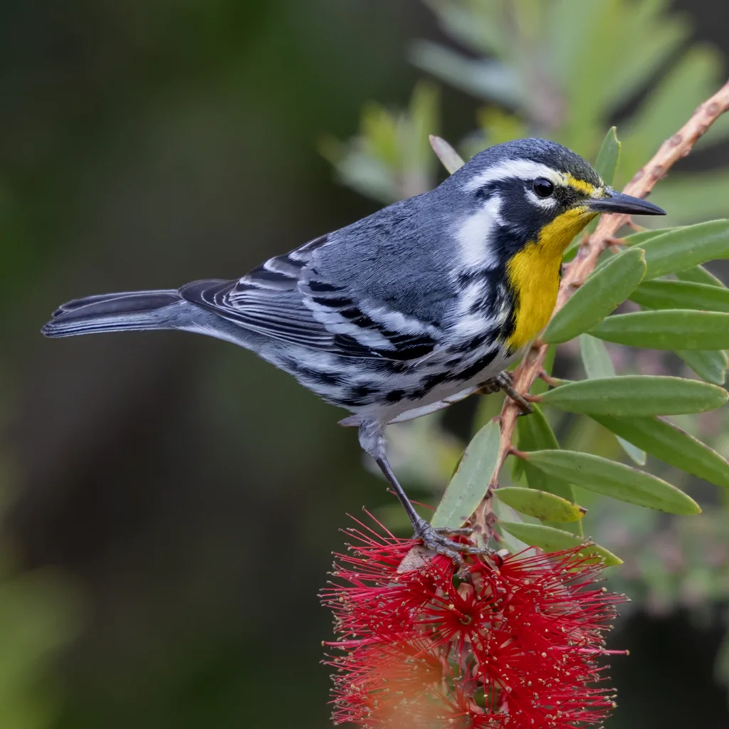 黄喉林莺(Setophaga dominica)