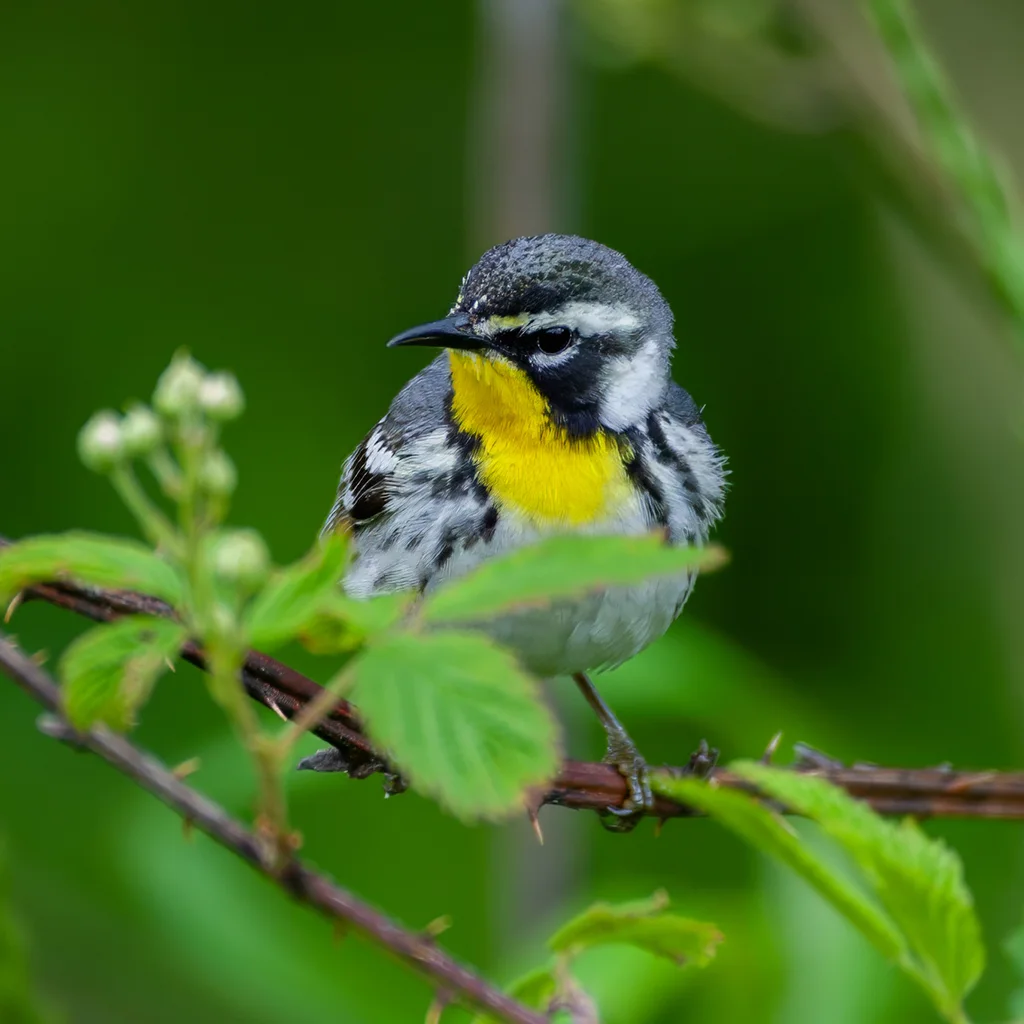 黄喉林莺(Setophaga dominica)