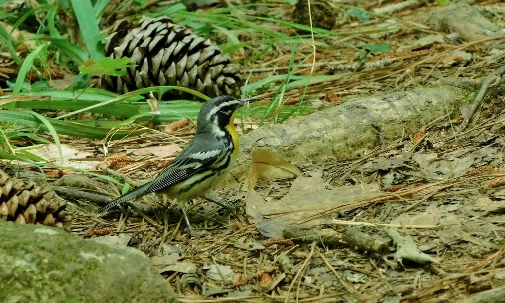 黄喉林莺(Setophaga dominica)